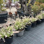 Vŕba japonská (Salix integra) ´HAKURO NISHIKI´ - výška 40-60 cm, kont. C15L